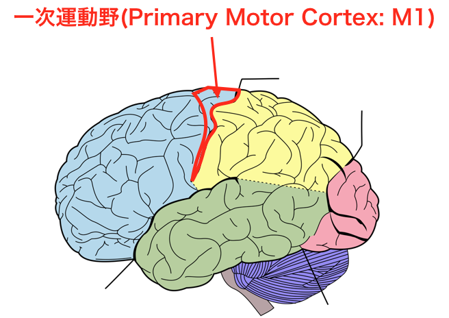 脳科学トピック 脳画像で皮質脊髄路の損傷を把握すべき理由とは 脳卒中 神経系 自費リハビリ施設 Stroke Lab 東京