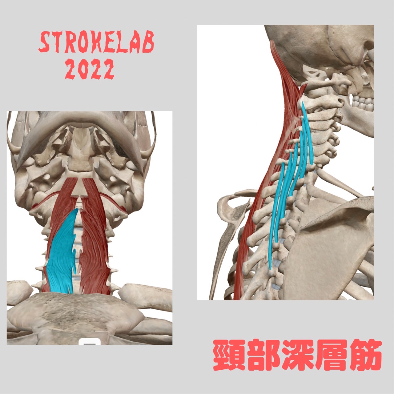 2022年最新】頸部深層筋の起始停止・作用とは？前頭直筋、外側頭直筋